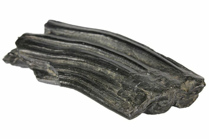 Pleistocene Aged Fossil Horse Tooth - Florida #122597